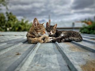 Adopter un deuxième chat : les conditions de l'entente