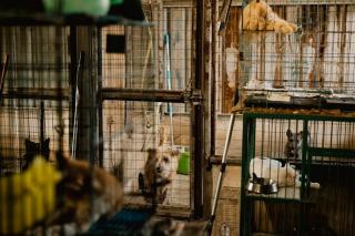 Adoption animaux refuge : guide pour bien accueillir son animal