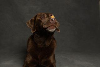 Aliment du quotidien laissé à portée de chien Tablette de chocolat noir laissée sur une table basse à portée d'un chien