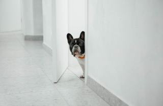 Chien resté seul à la maison Chien couché derrière une porte vitrée, le regard tourné vers l'extérieur