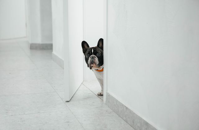 Chien resté seul à la maison Chien couché derrière une porte vitrée, le regard tourné vers l'extérieur