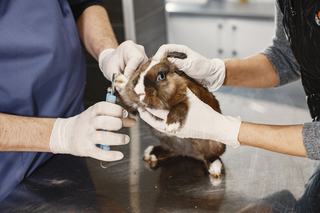 Castration du lapin mâle, à quel âge et pourquoi