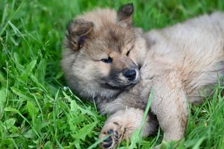 Pourquoi mon chien se roule dans les excréments ?