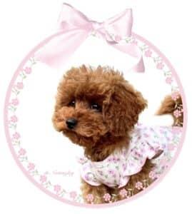 Élevage Notting Rose