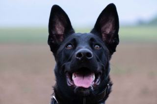 Faire garder son chien pendant les vacances sans stress