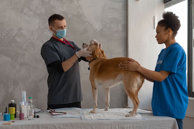 Identification par puce électronique du chien : un numéro, un fichier, vos coordonnées Identification par puce électronique du chien : un numéro, un fichier, vos coordonnées