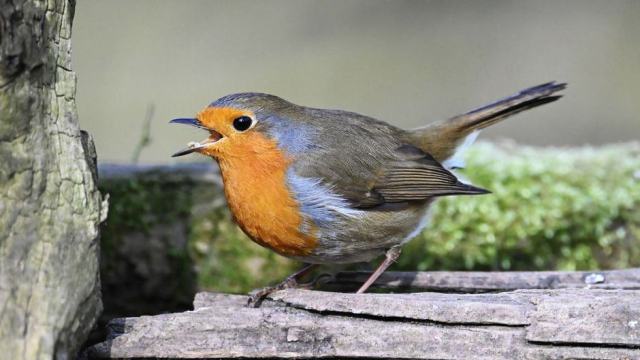 Trouver un oiseau ou un hérisson blessé dans son jardin : secourir sans aggraver Trouver un oiseau ou un hérisson blessé dans son jardin : secourir sans aggraver