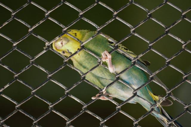 Oiseaux de compagnie : bien les choisir, bien les accueillir Oiseaux de compagnie : bien les choisir, bien les accueillir