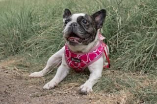 Antiparasitaires animaux : puces, tiques et vers efficaces