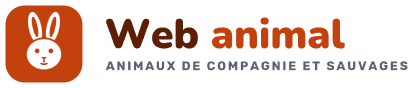 Web animal